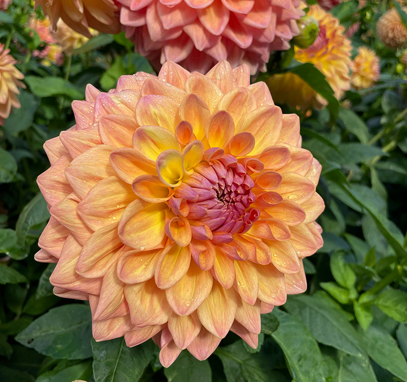 dahlia_karen-cann-jjLC02FY_N8-unsplash_800px-wide.jpg