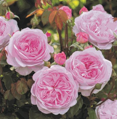 2_Olivia-Rose-Austin-Crop.jpg