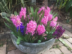 Potted-hyacinths_web.jpg