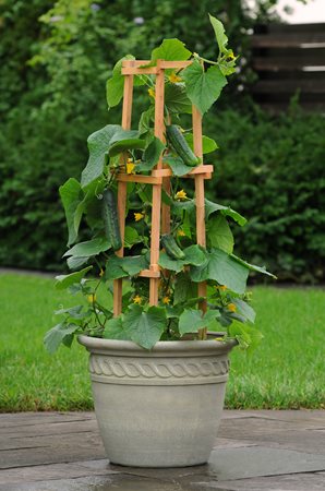 Cucumber-Patio-Snack-on-Trellis-HR.JPG Cucumber-Patio-Snack-on-Trellis-HR.JPG