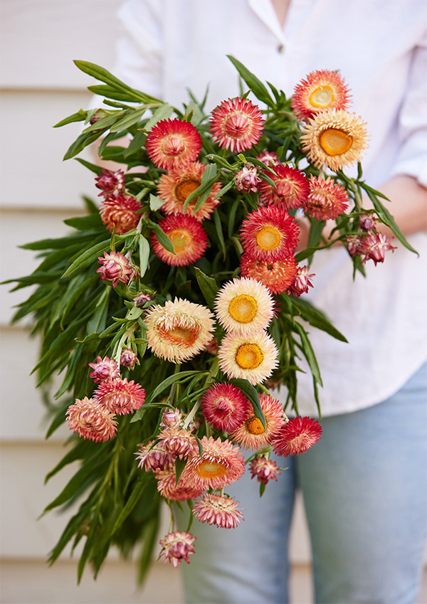 strawflower_600px-wide.jpg