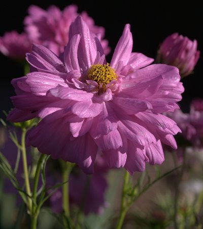 Cosmos-bipinnatus-Double-Click-(4).jpg