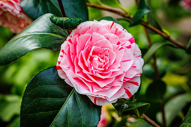 Camellia-Japonica-Helenor_800px-wide_shutterstock_2222225273.jpg Camellia-Japonica-Helenor_800px-wide_shutterstock_2222225273.jpg