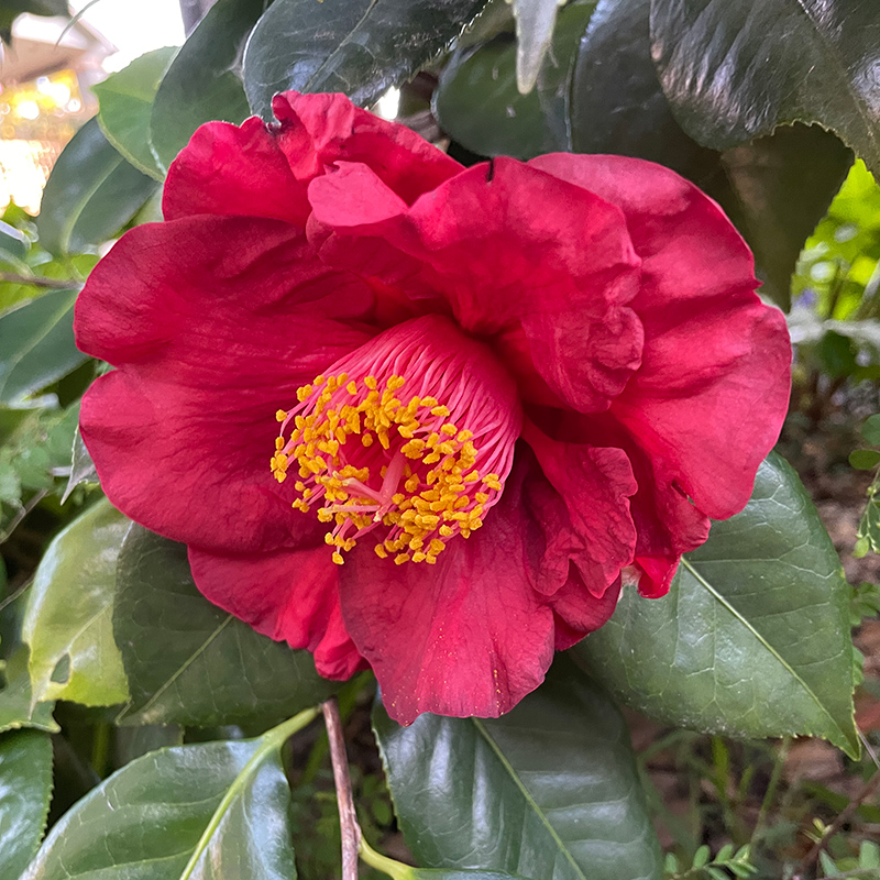 Camellia-reticulata-Red-Crystal_800px-wide_credit-Graham-Ross.jpg Camellia-reticulata-Red-Crystal_800px-wide_credit-Graham-Ross.jpg