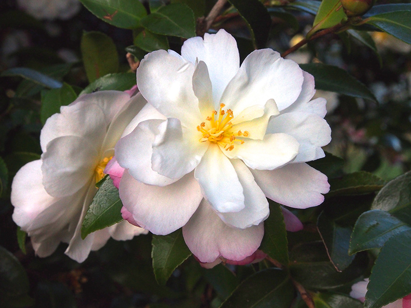 Camellia-sasanqua_-Setsugekka_800px-wide.jpg Camellia-sasanqua_-Setsugekka_800px-wide.jpg