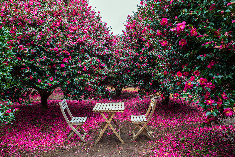 Camellia-trees_800px-wide_shutterstock_2480780507.jpg Camellia-trees_800px-wide_shutterstock_2480780507.jpg