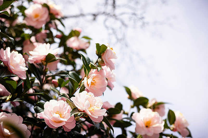 Camellia_800px-wide_micheile-henderson-nE53QjnH_tA-unsplash-(1).jpg
