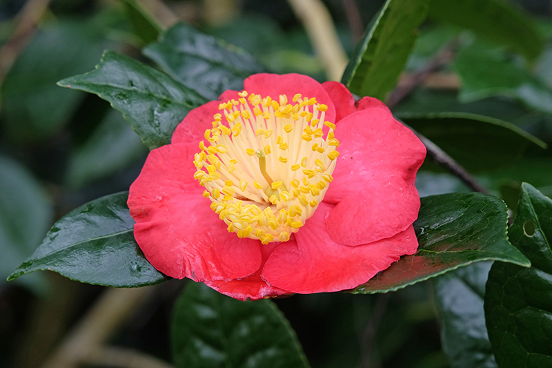 Camellia_Higo_800px-wide_shutterstock_2444192975.jpg Camellia_Higo_800px-wide_shutterstock_2444192975.jpg
