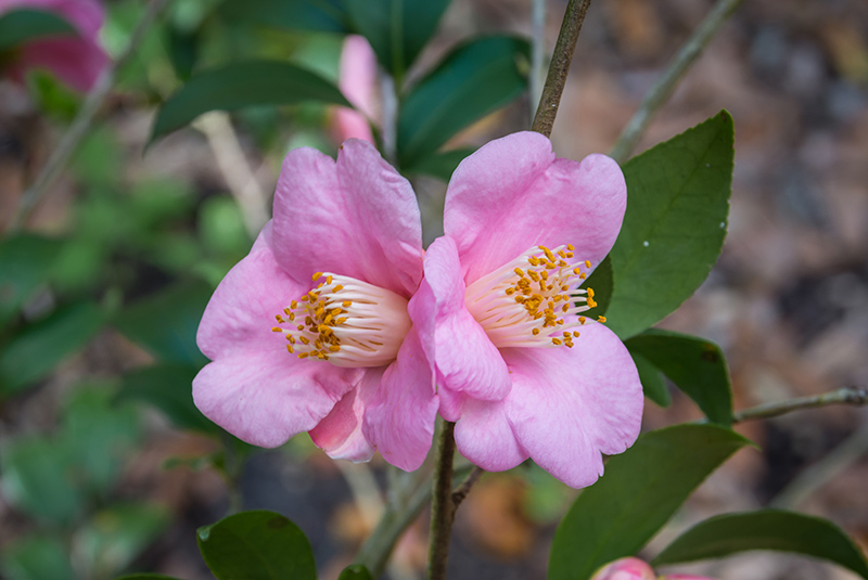 Camellia_lutchuensis_800px-wide_shutterstock_1680047665.jpg Camellia_lutchuensis_800px-wide_shutterstock_1680047665.jpg