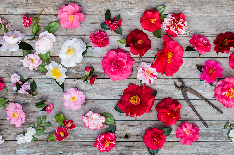 Camellias_800px_Luisa-BRIMBLE_gardenclinic-8897.jpg Camellias_800px_Luisa-BRIMBLE_gardenclinic-8897.jpg
