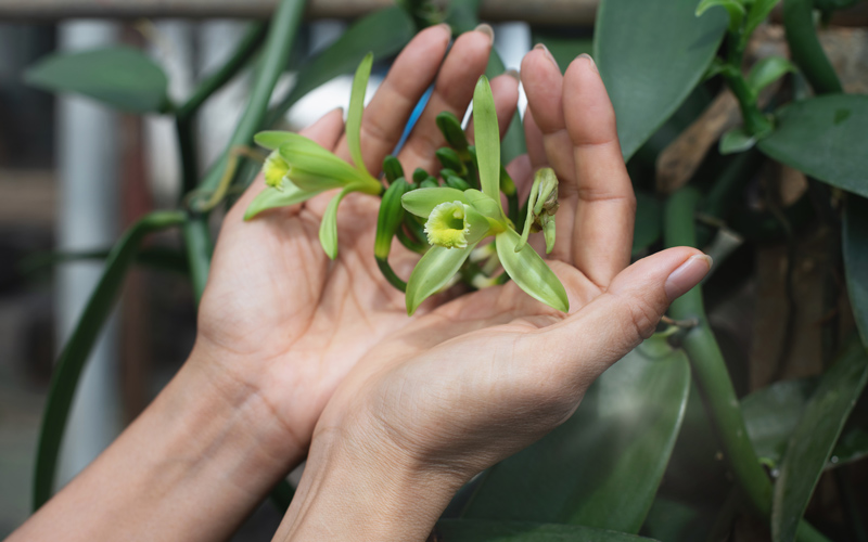 Vanilla-orchids_800px-wide_shutterstock_2131568147.jpg Vanilla-orchids_800px-wide_shutterstock_2131568147.jpg