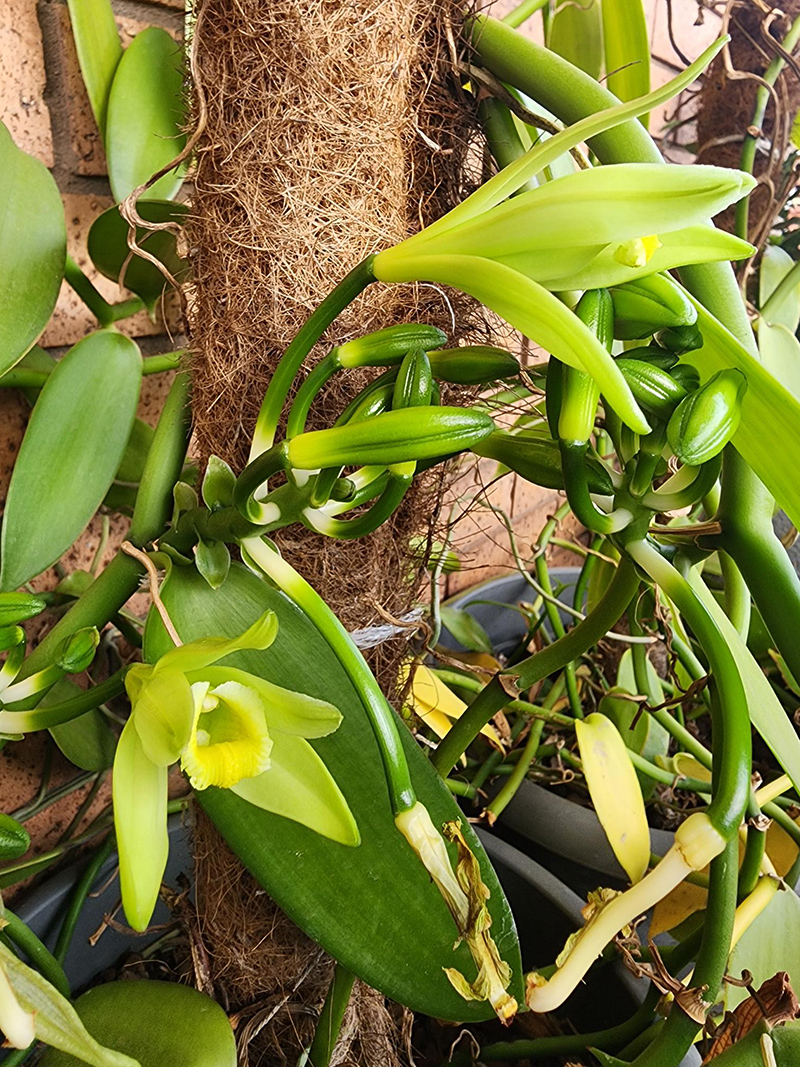 Vanilla-plant-on-tree_800px-wide_20241203_063131-Robert-Legato-(1).jpg