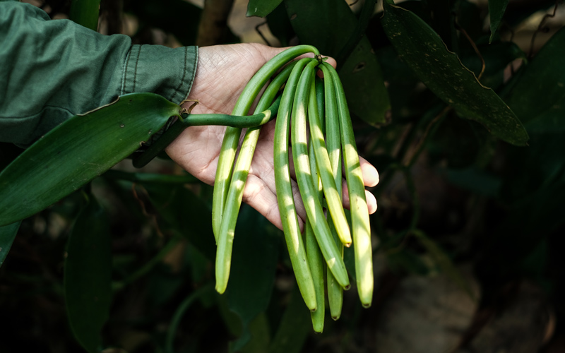 Vanilla-pods_green_800px-wide_shutterstock_2255937725.jpg Vanilla-pods_green_800px-wide_shutterstock_2255937725.jpg