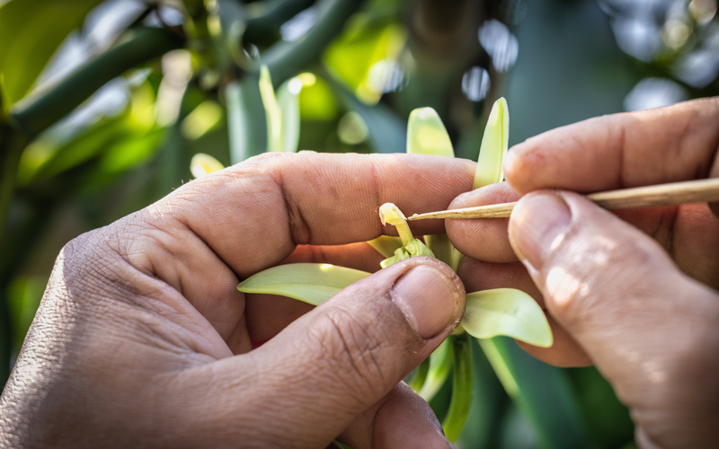Vanilla_hand-pollination_800px-wide_shutterstock_2278444133.jpg Vanilla_hand-pollination_800px-wide_shutterstock_2278444133.jpg