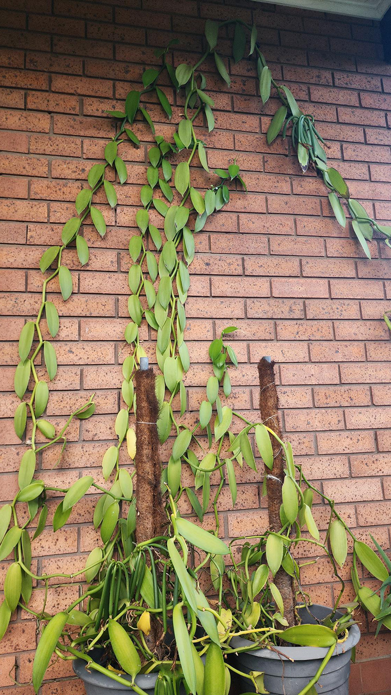 Vanilla_trained_800px-wide_current-Robert-Legato.jpg Vanilla_trained_800px-wide_current-Robert-Legato.jpg