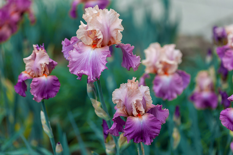 iris_800px-wide_shutterstock_1886846044.jpg iris_800px-wide_shutterstock_1886846044.jpg