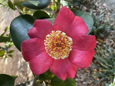 Higo Camellia 'Dewatarin'