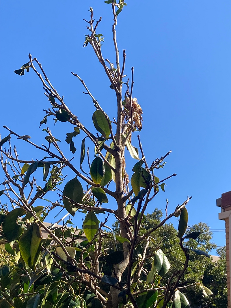 Ask-us_Possum-Tragic_800px-wide.jpg Ask-us_Possum-Tragic_800px-wide.jpg