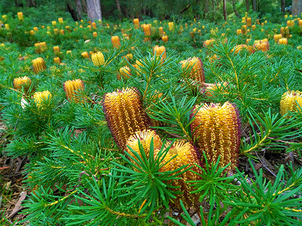 Banksia-spinulosa-Bush-Candles-Mass-Planting_600px-wide.jpg