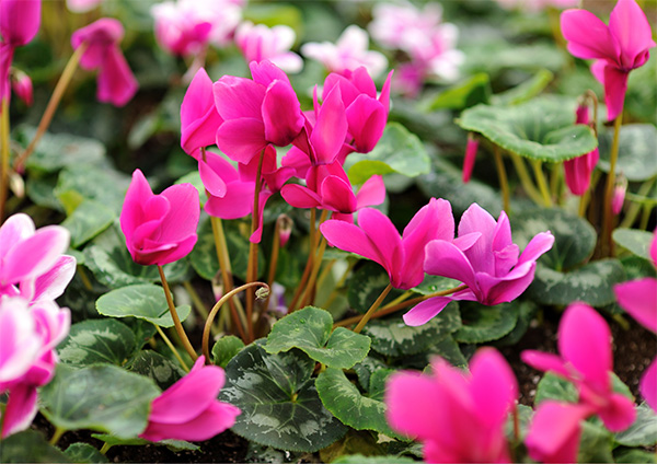 Cyclamen_600px-wide.jpg