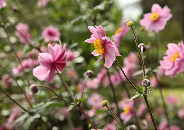 Japanese-windflower_600px-wide.jpg