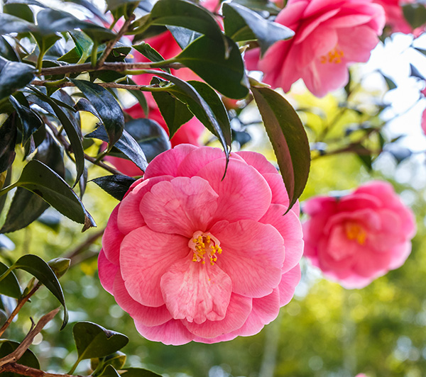 camellia_sasanqua_600px-wide_shutterstock_209684533.jpg