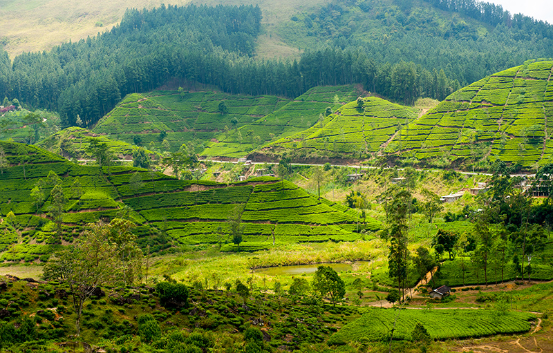 Sri-Lanka_Ceylon-plantation_800px-wide_shutterstock_114574717.jpg