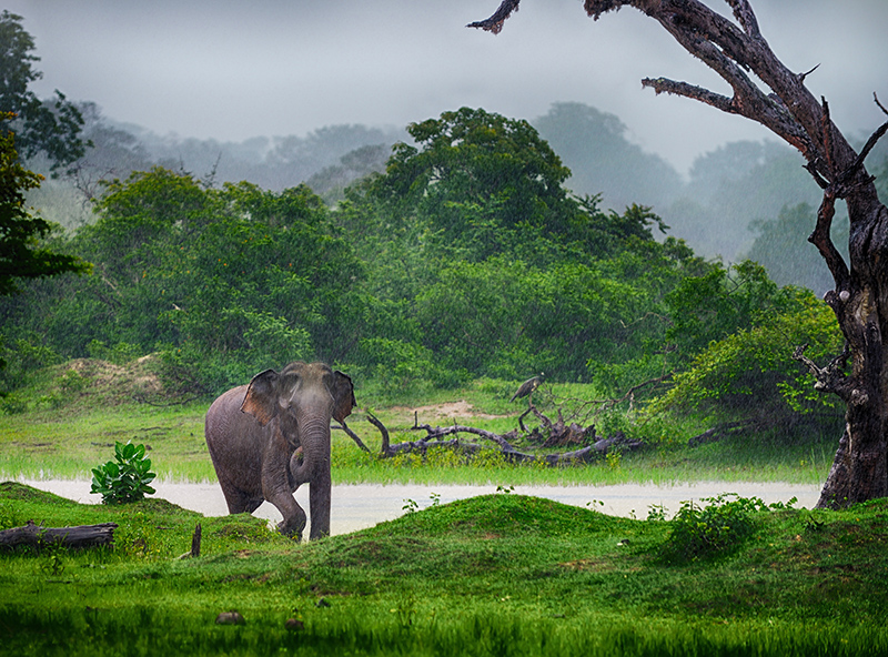 Sri-Lanka_elephants_800px-wide_shutterstock_126694037-(1).jpg