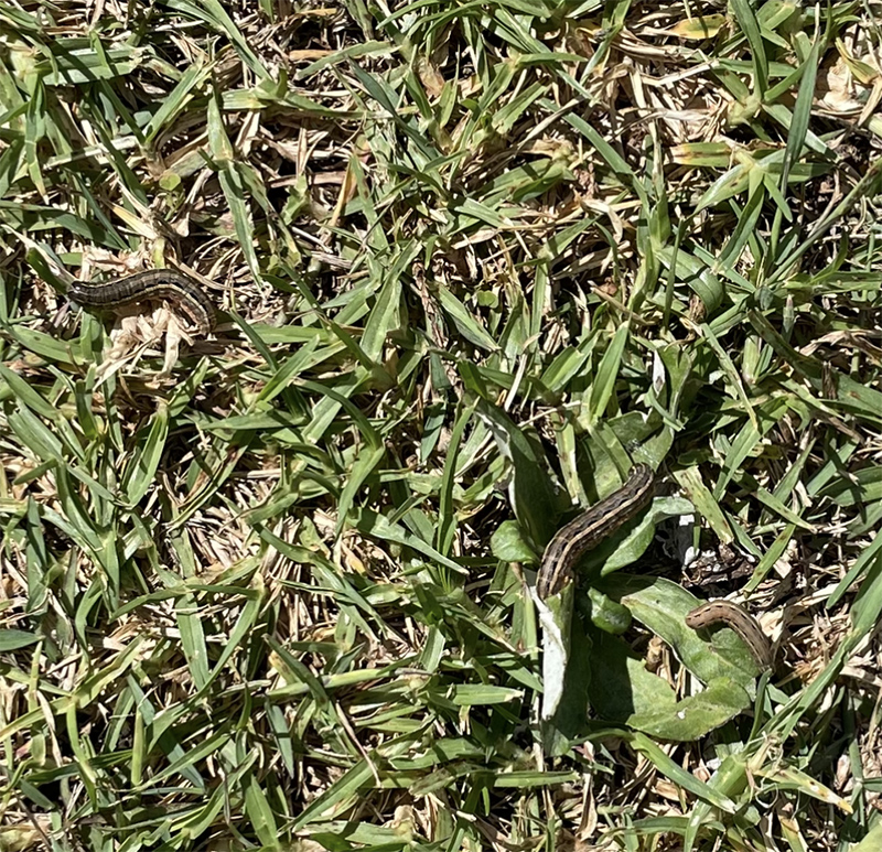 Winning-the-turf-war_armyworms_800px-wide.jpg