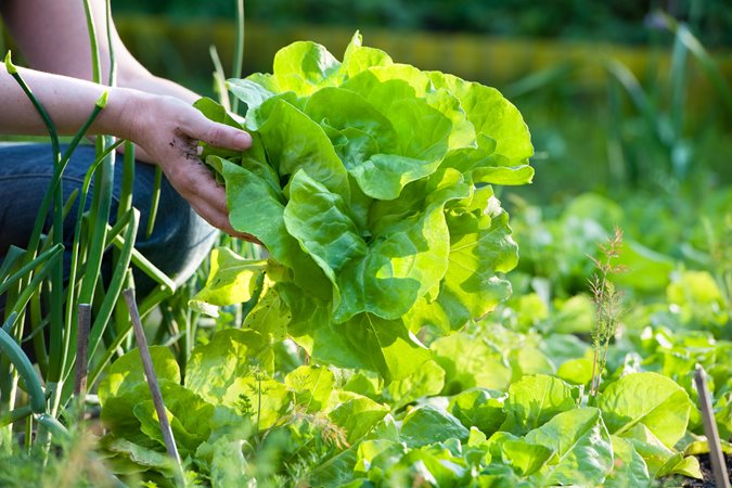 salad-greens-shutterstock_171481475.jpg salad-greens-shutterstock_171481475.jpg