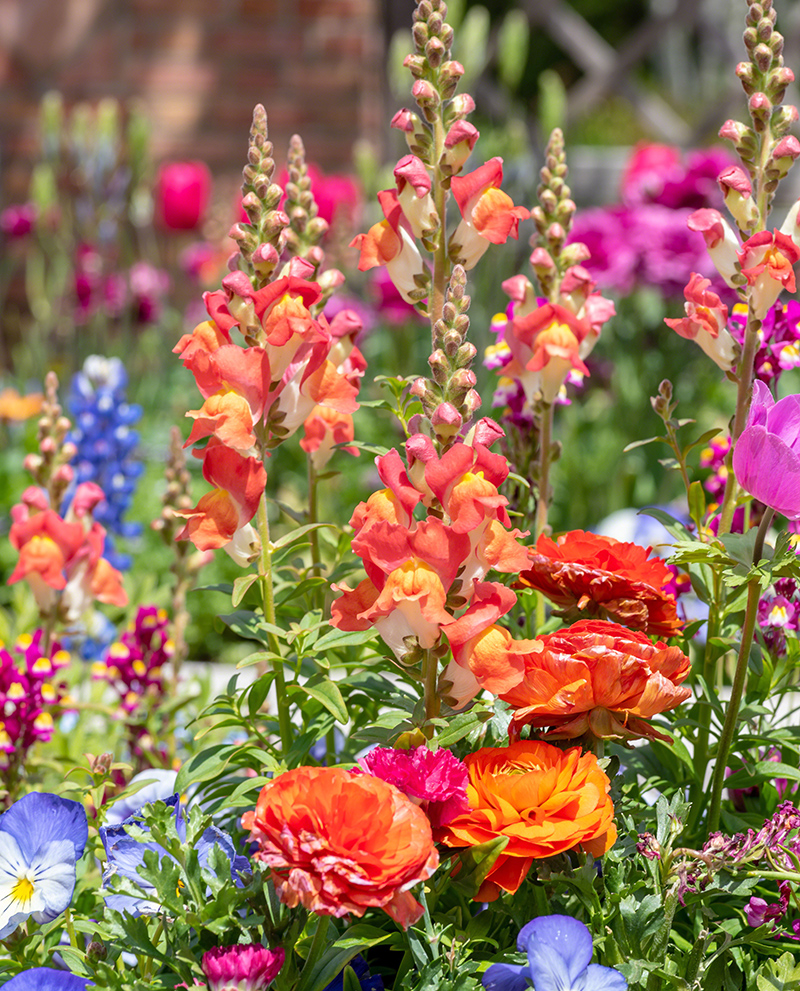 GCC-Promotion_Flowers-Galore-Pack_800px-wide_shutterstock_1096672043.jpg