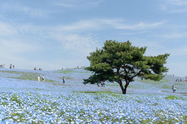Banner_Hitachi-Park-nemophila_GE415A.jpg Banner_Hitachi-Park-nemophila_GE415A.jpg
