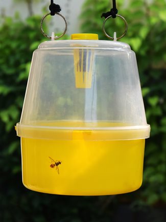 Fruit-fly-trap.jpg Fruit-fly-trap.jpg