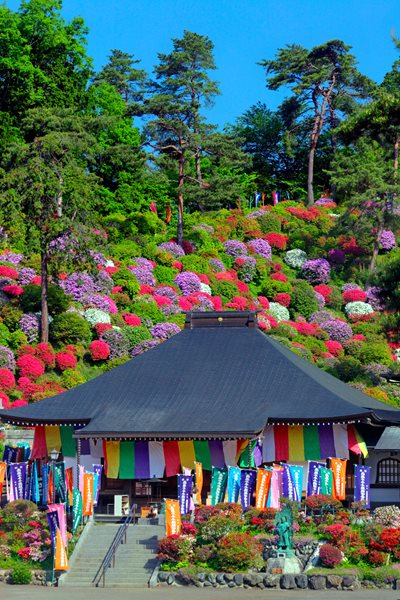 Shiofune-kannon-ome-azalea-festival_HTXJ86.jpg Shiofune-kannon-ome-azalea-festival_HTXJ86.jpg