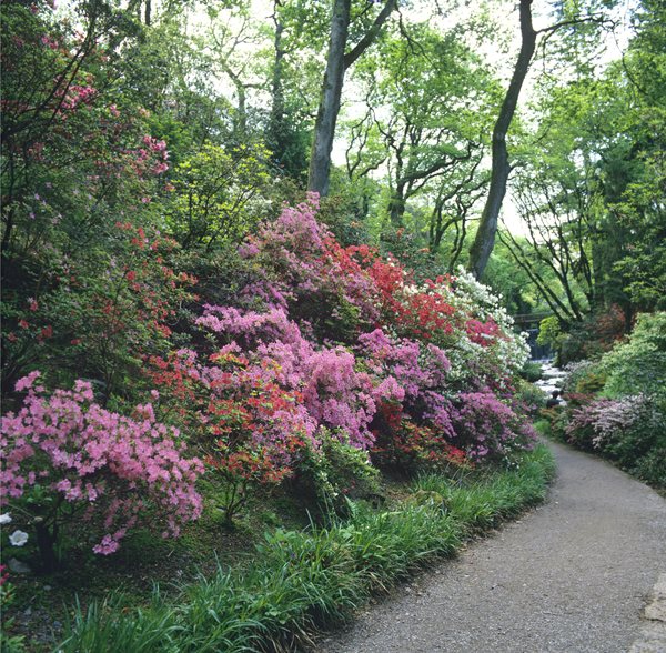 Award-winning Azaleas