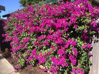 Bountiful bougainvillea