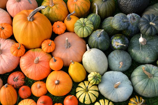 Pumpkin patch