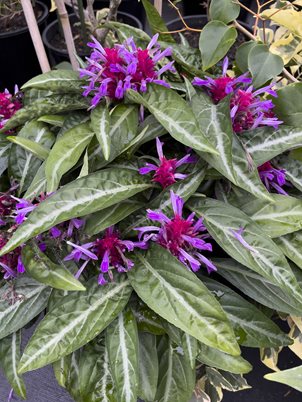 Indoor shrimp: Purple shrimp plant