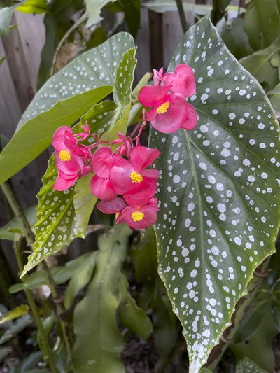 Begonias - On angel’s wings