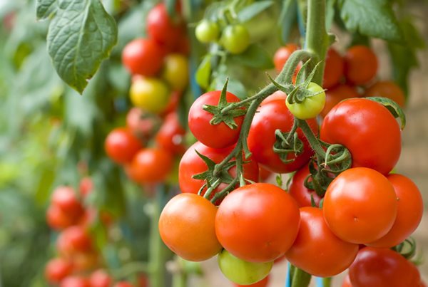 It's time to feed your tomatoes