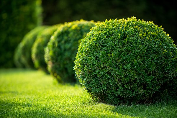 Top Buxus