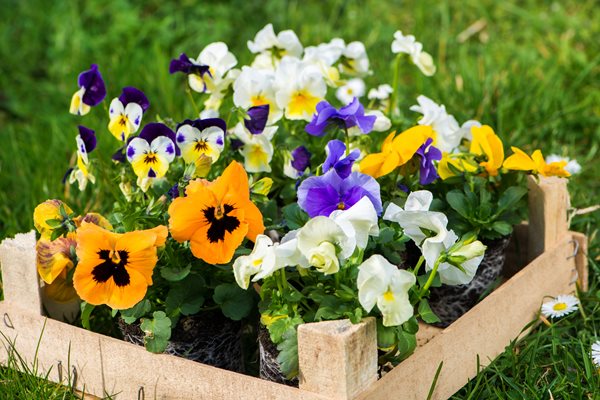 In the garden: March