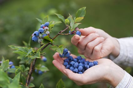 True blue