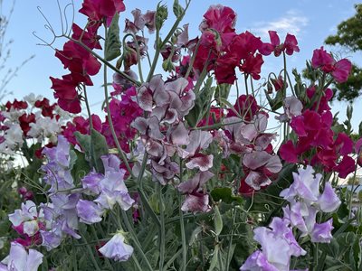 In the garden: April