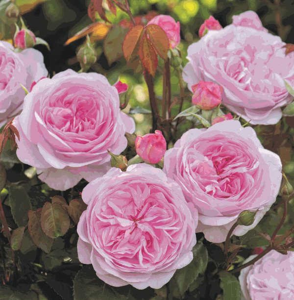 In the garden: September