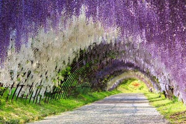 Festival of Flowers