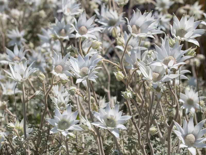 Flannel Flower