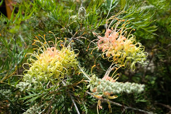 In the garden: May
