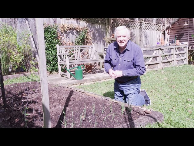 Learn How to Sow Vegetables Directly Into A Garden Bed, Carrots, Radish, Spinach & Spring Onion